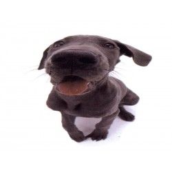 Comprar Minipuzzle Perro Greyhound, 54 piezas, Piatnik
